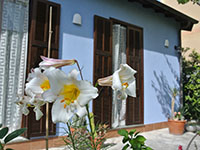 B&BFiori